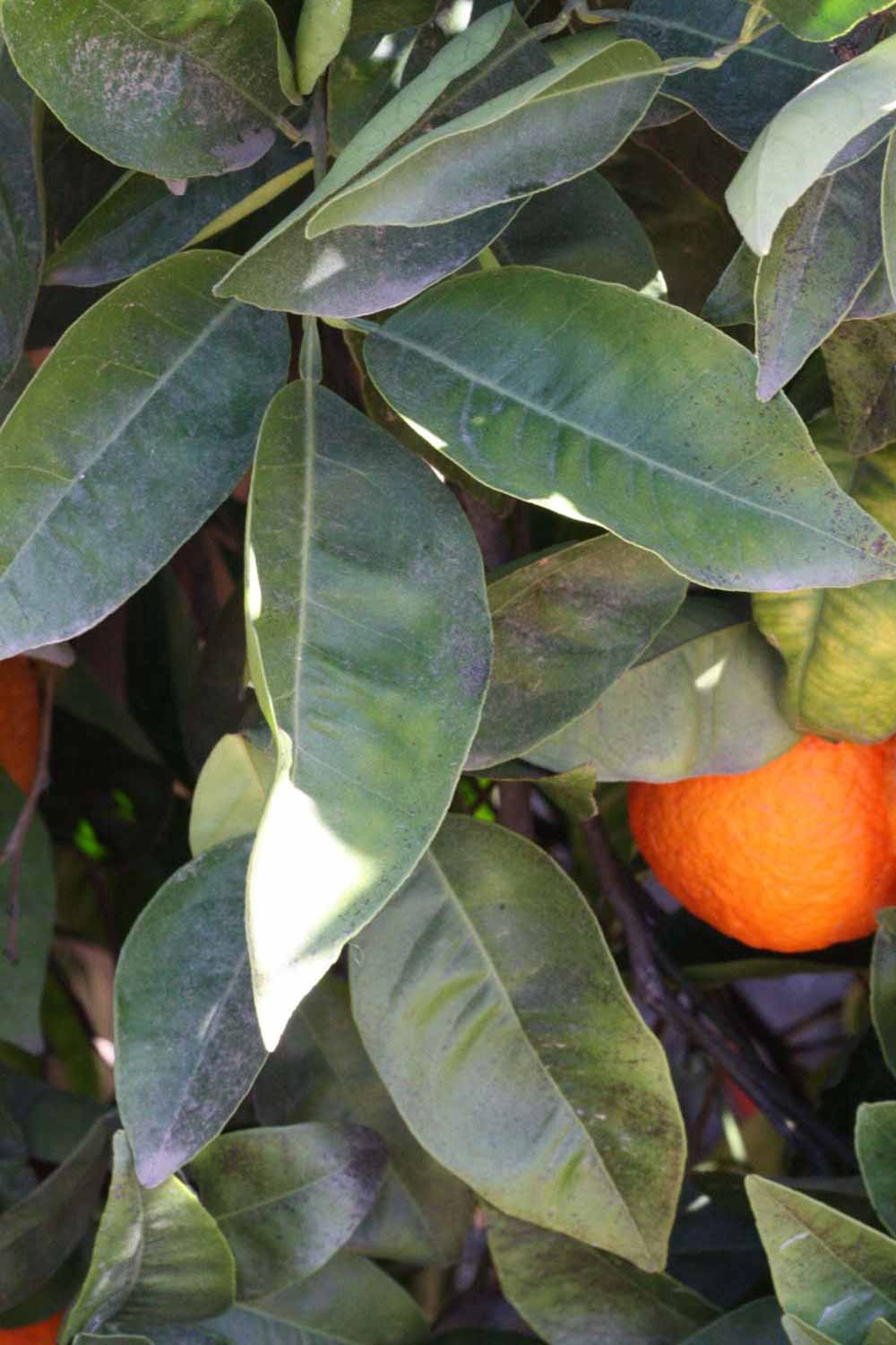              Shade leaves (Riverside, CA)       